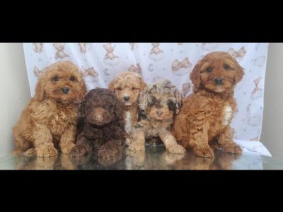 ✨Vet Checked Miniature Doodle Puppies Available ✨