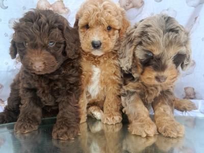 ✨Vet Checked Miniature Doodle Puppies Available ✨