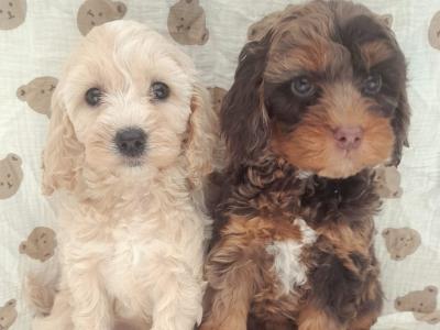 ✨Vet Checked Miniature Doodle Puppies Available ✨