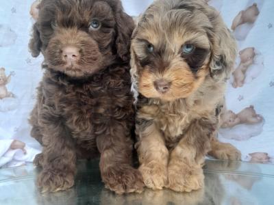 ✨Vet Checked Miniature Doodle Puppies Available ✨