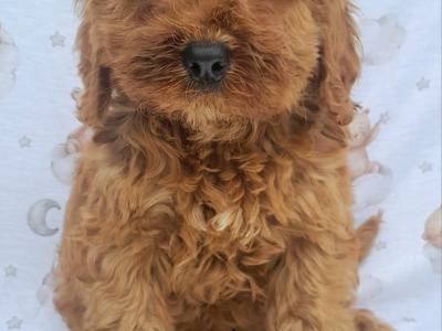 ✨Vet Checked Miniature Doodle Puppies Available ✨