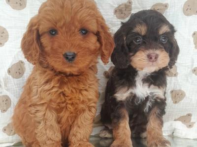 ✨Vet Checked Miniature Doodle Puppies Available ✨