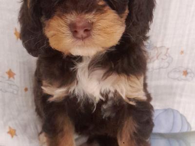 ✨Vet Checked Miniature Doodle Puppies Available ✨