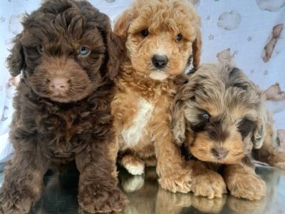 ✨Vet Checked Miniature Doodle Puppies Available ✨