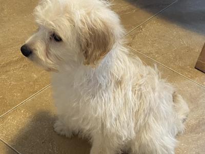 Cavapoo puppies for sale in Sligo 087 2061873