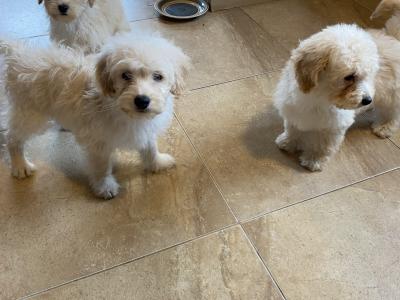 Cavapoo puppies for sale in Sligo 087 2061873