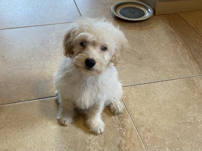 Cavapoo puppies for sale in Sligo 087 2061873