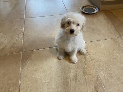 Cavapoo puppies for sale in Sligo 087 2061873