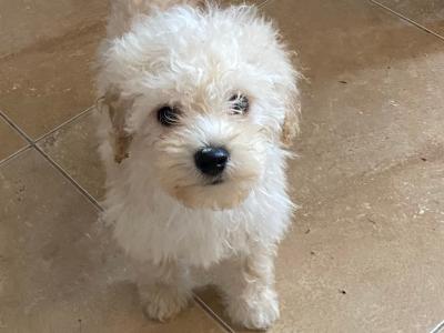 Cavapoo puppies for sale in Sligo 087 2061873