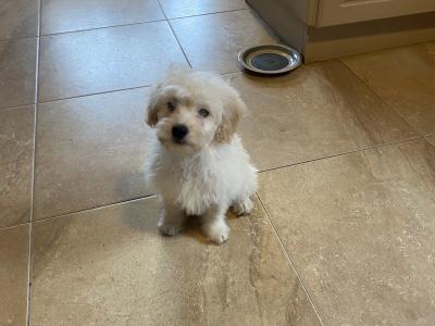 Cavapoo puppies for sale in Sligo 087 2061873
