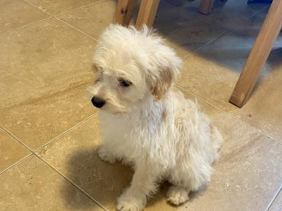 Cavapoo puppies for sale in Sligo 087 2061873