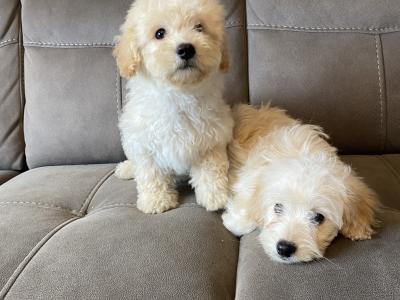Cavapoo puppies for sale in Sligo 087 2061873