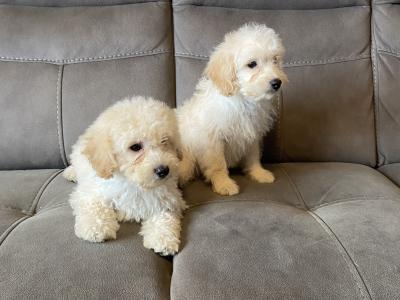 Cavapoo puppies for sale in Sligo 087 2061873