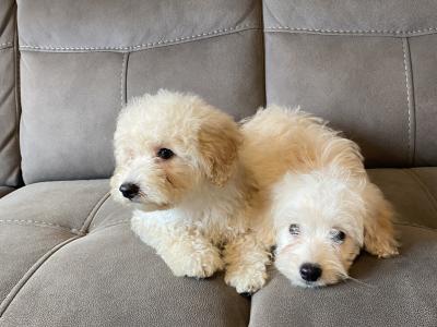 Cavapoo puppies for sale in Sligo 087 2061873