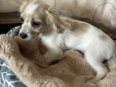 Adorable Cavachon puppies looking for their forever home