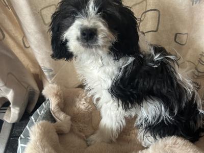 Adorable Cavachon puppies looking for their forever home