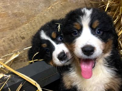 3 IKC Registered Bernese Mountain Dog puppies🌟 in Carlow, male and female