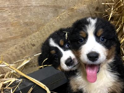 5 IKC Registered Bernese Mountain Dog puppies in Carlow