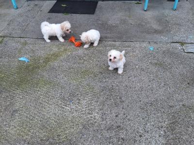 Bichon Frise puppies in Offaly