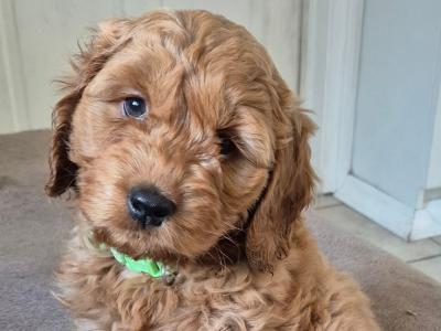 Cockapoo puppies in Meath