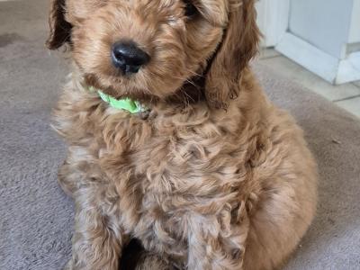 Cockapoo puppies in Meath