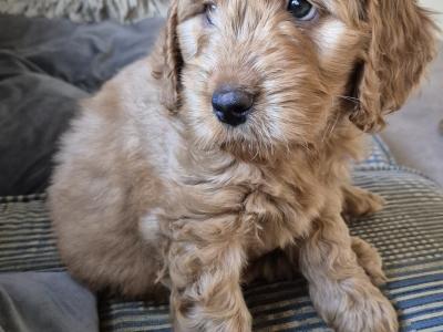 Cockapoo puppies in Meath
