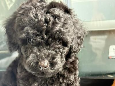 Black Pure Breed Toy Poodle puppies in Dublin