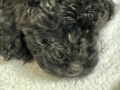 Black Pure Breed Toy Poodle puppies in Dublin
