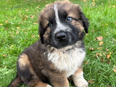 St Bernard X puppies in Meath