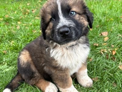 St Bernard X