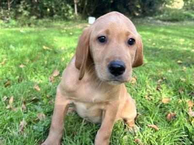Irish Red Setter x Black Labrador puppies in Westmeath