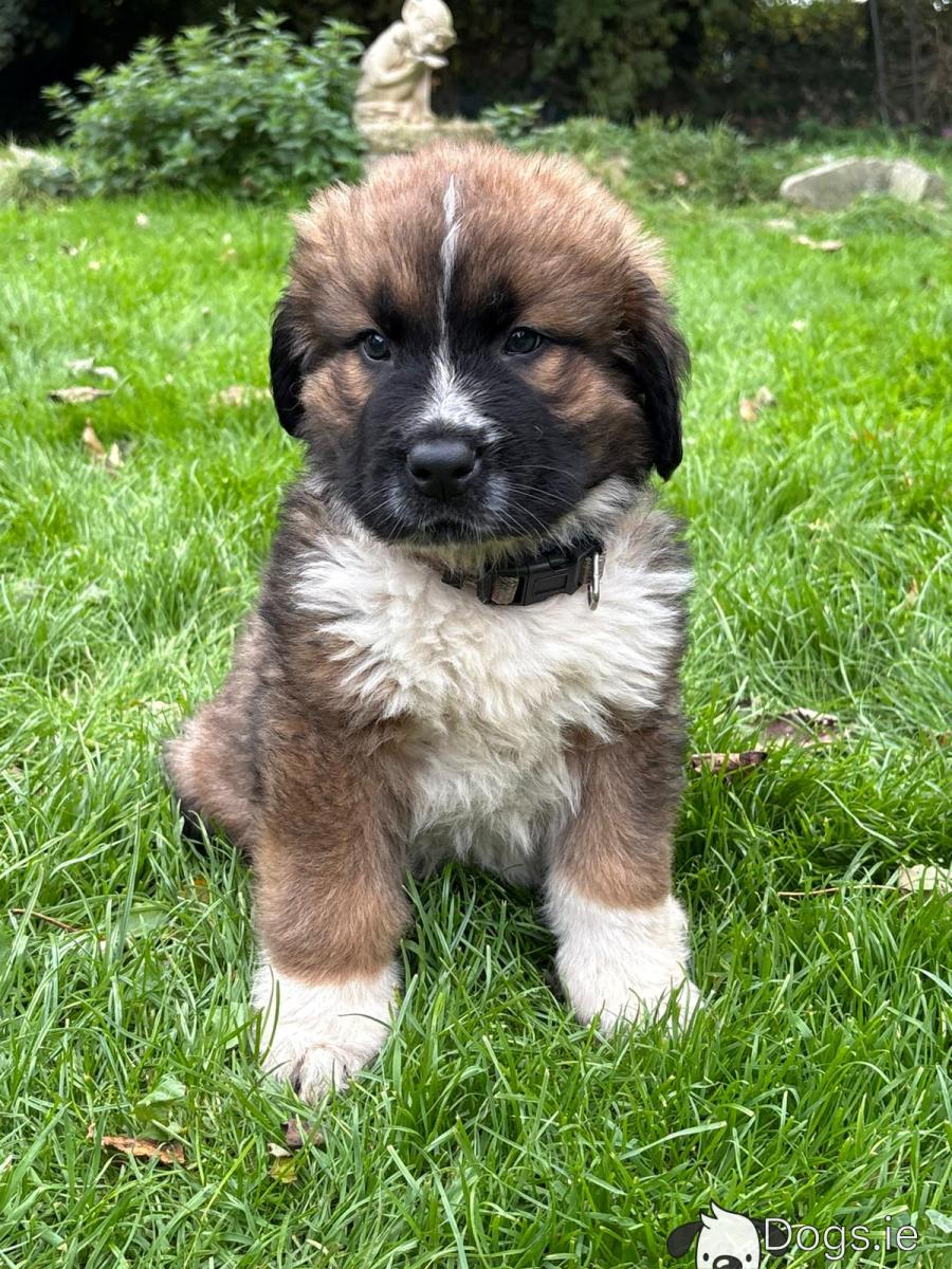 Puppy St Bernard Kennel Club St Bernard X Puppies In Meath