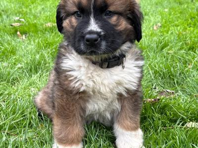 St Bernard X