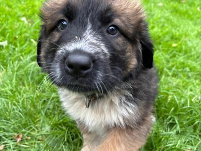 St Bernard X