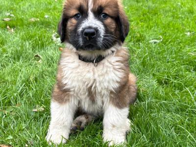 St Bernard X
