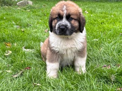 St Bernard X