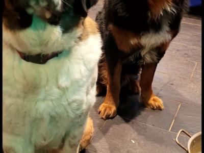 St Bernard X