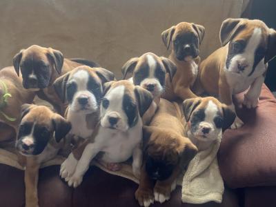 9 Boxer puppies IKC Registered(pending) in Galway
