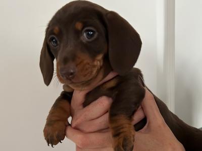 Miniature Dachshund puppies