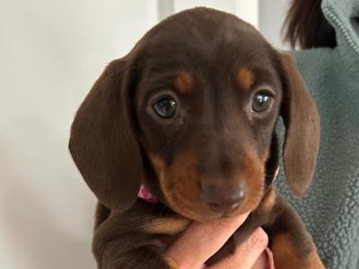 Miniature Dachshund puppies