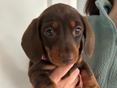 Miniature Dachshund puppies in Wexford