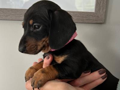 Miniature Dachshund puppies