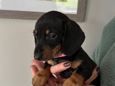 Miniature Dachshund puppies