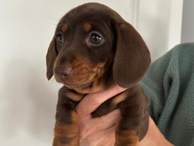 Miniature Dachshund puppies