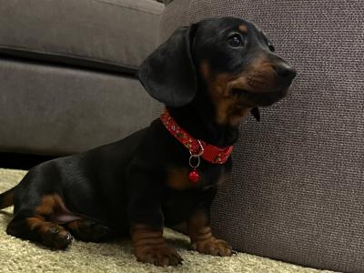 Miniature Dachshund puppies