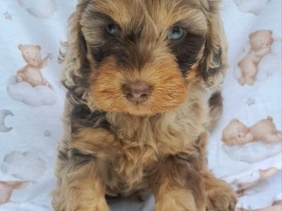 ✨Vet Checked Miniature Doodle Puppies Available ✨