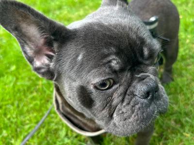 Selling 1 Year old French Bulldog Females
