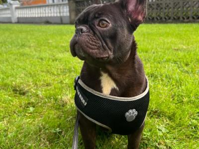 Selling 1 Year old French Bulldog Females