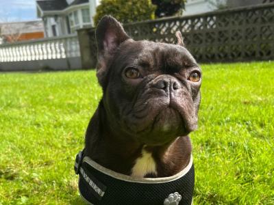 Selling 1 Year old French Bulldog Females