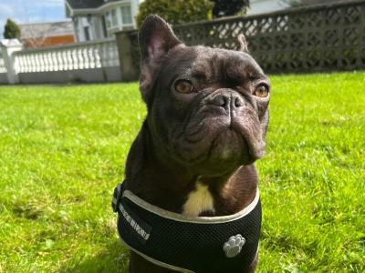 Selling two female 1 year old French Bulldogs in Limerick